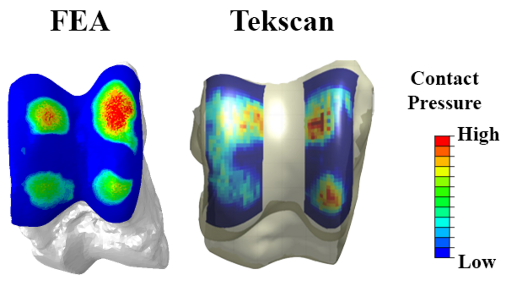 Contact stress distributions plotted on the surface of pig talus